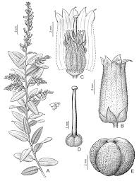 Image result for Agarista