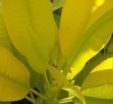 Pin On Plumeria Tree S Plants