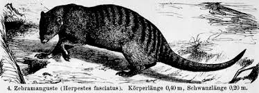 Image result for Hydrostachys bismarckii