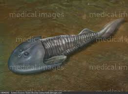 Image result for Cephalaspis