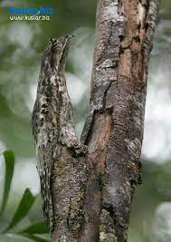 patu kusu wild birds pet birds potoo bird
