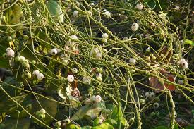 Image result for Cassytha filiformis