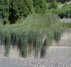 The take home lesson here is that unexpected pleasures. Casuarina Glauca Cousin It Growing Native Plants