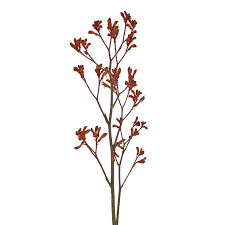 Image result for Anigozanthos