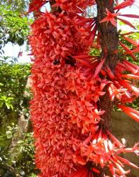 Image result for Ixora kalehensis