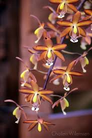 We did not find results for: Challen Willemsen On Twitter Eriopsis Biloba Is A Central And South American Orchid Species That Grows On Trees Rocks Or The Ground Orchidspecies Orchids Orchidaceae Flowers Botany Nature Https T Co Cdrodkgvno