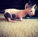 7 Hairless Cat Breeds: Sphynx, Donskoy, and More