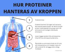 Vår fitnessexpert förklarar exakt hur mycket protein din kropp behöver efter träning för att maximera muskel tillväxt och fettförlust. Proteinrik Mat 21 Basta Tipsen Pa Mat Med Mycket Protein Fitnessfia