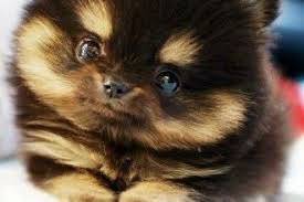 Maybe you would like to learn more about one of these? Teddy Bear Pomeranian Puppies For Sale In Oklahoma Pets Lovers