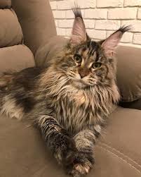 Each cat breed is unique in its own way, with special features and habits. Pin On Norwegian Forest Cat