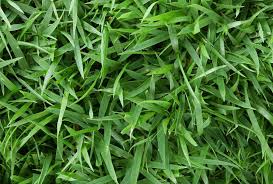 Check spelling or type a new query. Mengenal Rumput Zoysia Untuk Dunia Olahraga Blog Rumput