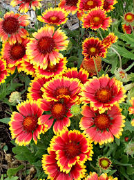 Blanket Flower Better Homes Gardens