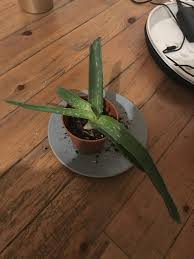 Aloe Vera Aux Feuilles Tombantes Et Abimees Forum Jardinage