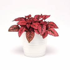 Image result for Hypoestes