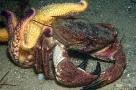 Juveniles are yellow with purple markings, whilst the adults are almost entirely yellow. Asterias Amurensis Lutken 1871 Northern Pacific Seastar