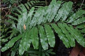 Image result for Acrostichum aureum