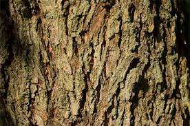 Buy from daleys fruit trees here: Factsheet Hovenia Dulcis Japanese Raisin Tree