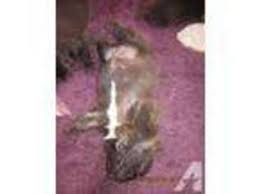Bugg puppies for sale in ny. Puppyfinder Com Buggs Puppies Puppies For Sale Near Me In New York Usa Page 1 Displays 10