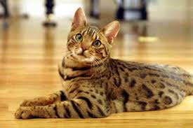 He has been hand raised, so he thinks a human is his mom. Bengal Cat Characteristics What To Consider Before Buying Pethelpful By Fellow Animal Lovers And Experts