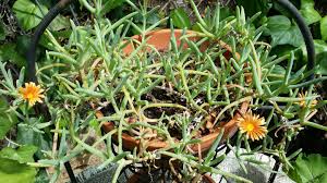 Image result for Christella gueinziana