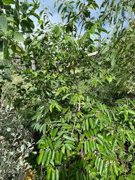 Image result for Grewia arborea