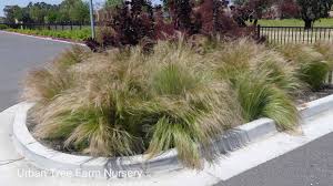 Image result for Stipa