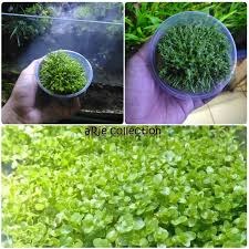 How can you not love this aquarium plant? Monte Carlo Per Cup Tanaman Air Untuk Aquascape Aquarium Lazada Indonesia