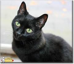 Read Cassie S Story The American Medium Hair From Texas And See Her Photos At Cat Of The Day Http Catoftheday Com Archive With Images American Shorthair Cat Cat Day Cats