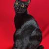 Beranda » jenis dan ras kucing. 1