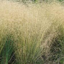 Image result for Deschampsia