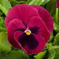 Grandio Rose With Blotch Pansy Pansies Rose Flowers