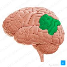 Image result for Parietal Lobe