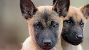 Depending on the breed, a 5 year old dog could be 40 humans years old and a 10 year old dog could be considered 65 yrs old. Critical Periods In Puppy Development 8 To 10 Weeks Indoor And Outdoor Training Sessions Youtube