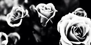 Black And White Flower Facebook Cover Photos Black White Roses Facebook Cover Images Facebook Cover Photos Cover Photos