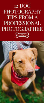 Educational service center of central ohio (185). Pet Care Jobs Columbus Ohio Guide Pets News And Review