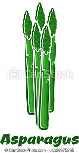 Picture of asparagus character with a cup of coffee vector clip artby kongvector0/0. Green Asparagus Vegetable Spears On White Background Fresh Green Asparagus Vegetable Spears With Small Bumpy Bracts In The Canstock