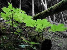 This Hiker S Nightmare Is The Medicine Cabinet Of The Forest