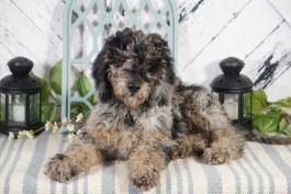 These lists are those who have placed $500 deposits but have not yet committed to a particular litter or goldendoodle puppy for sale. Goldendoodle Puppies For Sale In In Lancaster Puppies