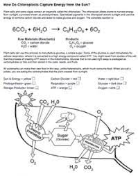 Photosynthesis diagrams worksheet answers from photosynthesis diagram worksheet, source:guillermotull.com. Photosynthesis Coloring