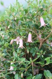 Image result for Clutia pulchella