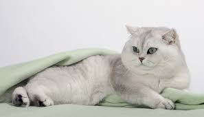 The tipping should be evenly distributed and it is the even Silver Shaded E Chinchilla Gatil Spiritland Blog