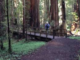 Big Hendy Trail Picture Of Hendy Woods State Park Boonville Tripadvisor