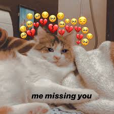 Cat Memes E Crying Immagine Su We Heart It Cute Love Memes Cute Memes Cute Cat Memes