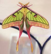 Check spelling or type a new query. A Daily Moth Blog Hybrid Luna Graellsia Isabellae Actias Selene