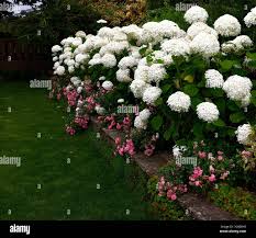 Image result for Hydrangea arborescens Pink Anabelle