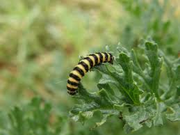 The monarch caterpillar has black, white, and yellow bands wrapping around its segments. Cinnabar Moth Norfolk Wildlife Trust