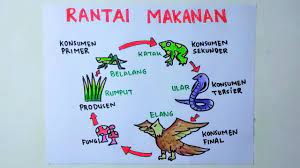 Cara Menggambar Rantai Makanan Rantai Makanan Di Sawah Youtube