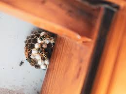 Wasps Life Cycle: Wasps Seasonality Information | Best Bee Brothers