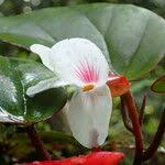 Image result for Begonia poculifera