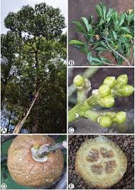 Image result for Vepris reflexa